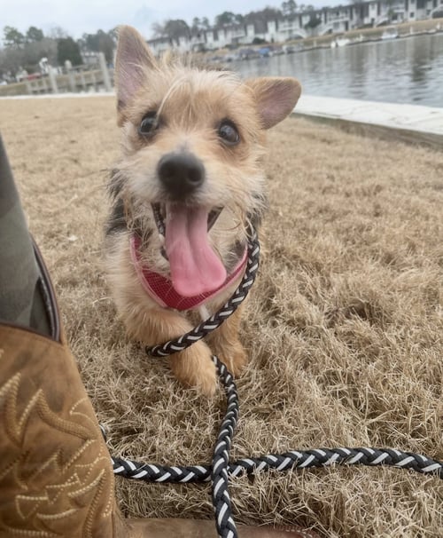 LUNA WEAVER - Yorkshire Terrier Yorkie available for adoption