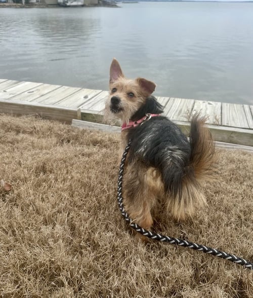 LUNA WEAVER - Yorkshire Terrier Yorkie available for adoption