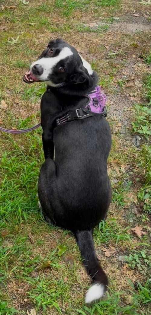 SOPHIE PEPPER - Border Collie available for adoption