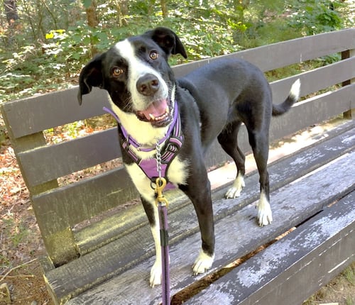 SOPHIE PEPPER - Border Collie available for adoption