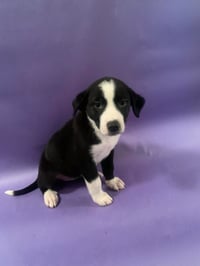 Sophie Pepper - Photo 6