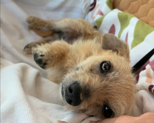 FENWAY SOTIS - Terrier available for adoption