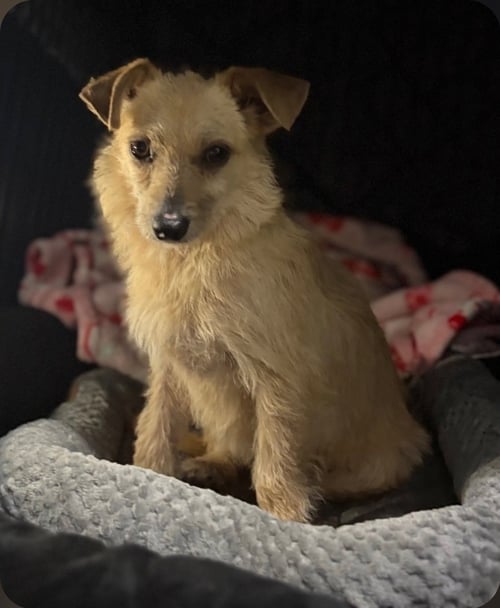 FENWAY SOTIS - Terrier available for adoption