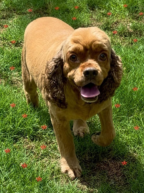 BELLA CLARKE - Cocker Spaniel available for adoption