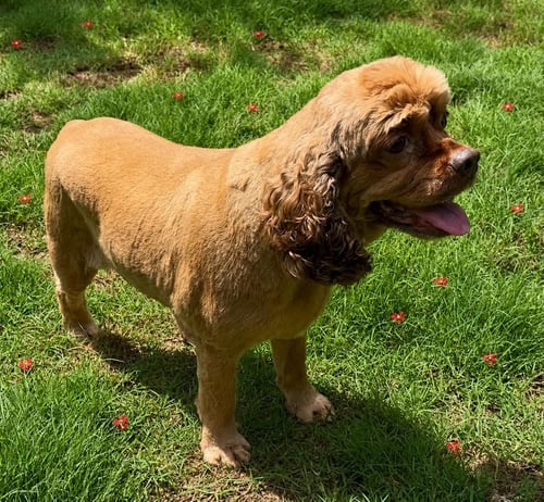 BELLA CLARKE - Cocker Spaniel available for adoption