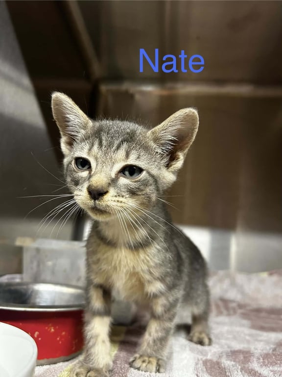 Nate C Therrien Image