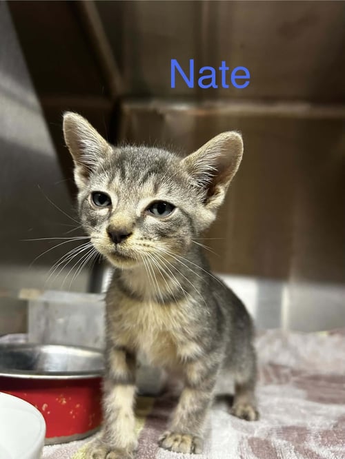 NATE C THERRIEN - Domestic Short Hair available for adoption