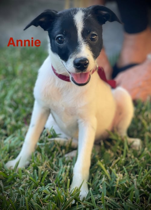ANNIE COLLIINS - Chihuahua available for adoption