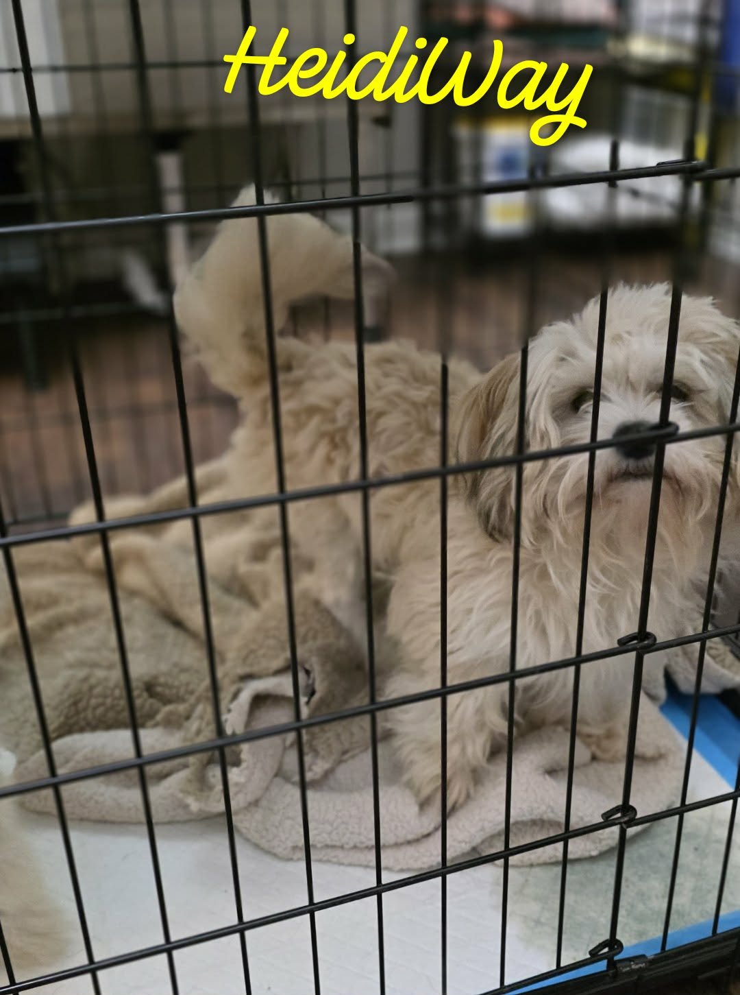 HEIDIWAY WOOD - Shih Tzu available for adoption