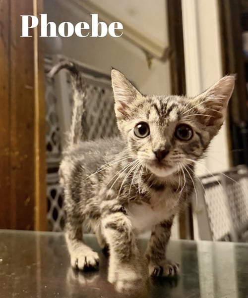 PHOEBE C GATLIN