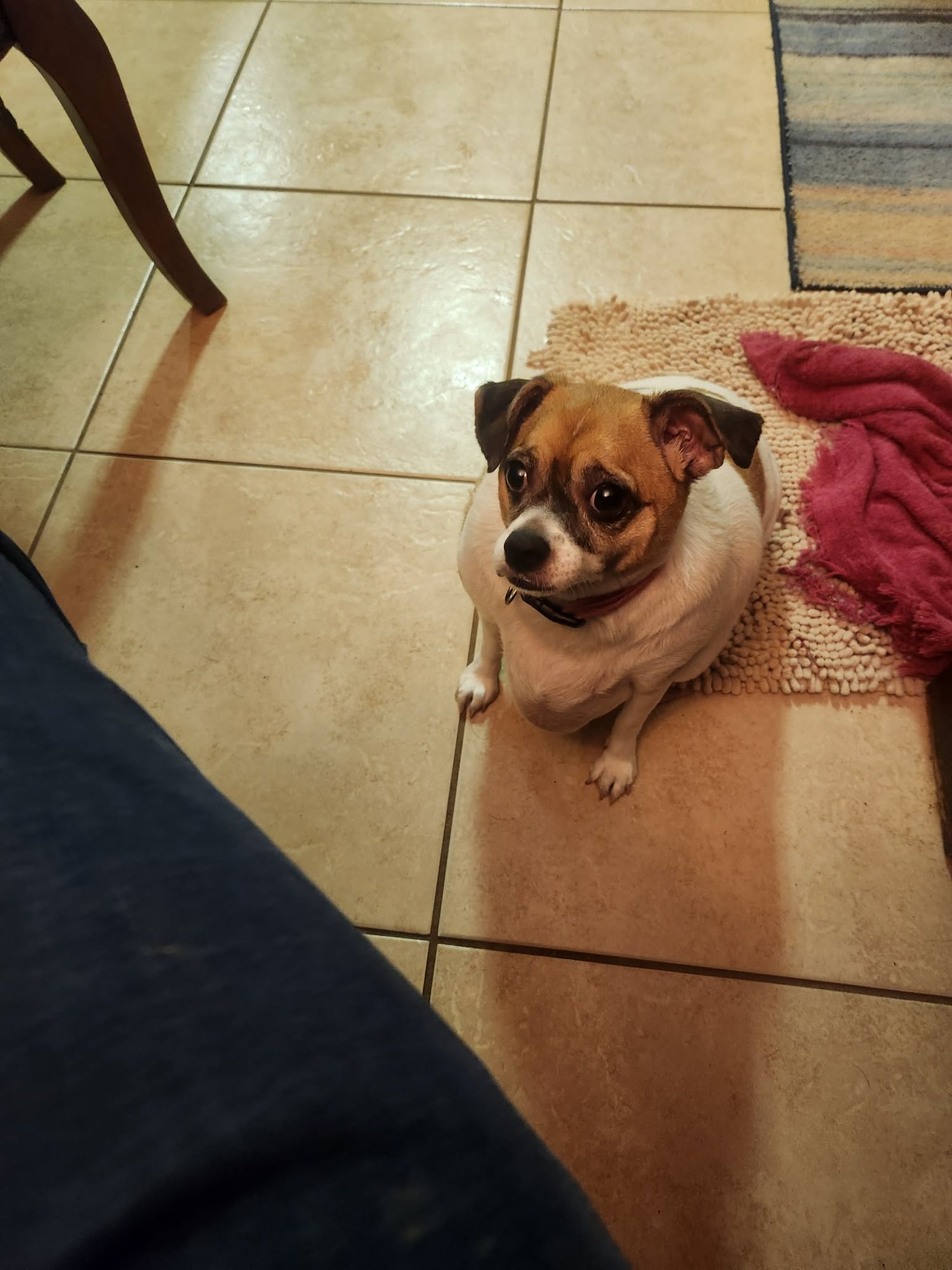 TRIXIE MOORE - Chihuahua available for adoption