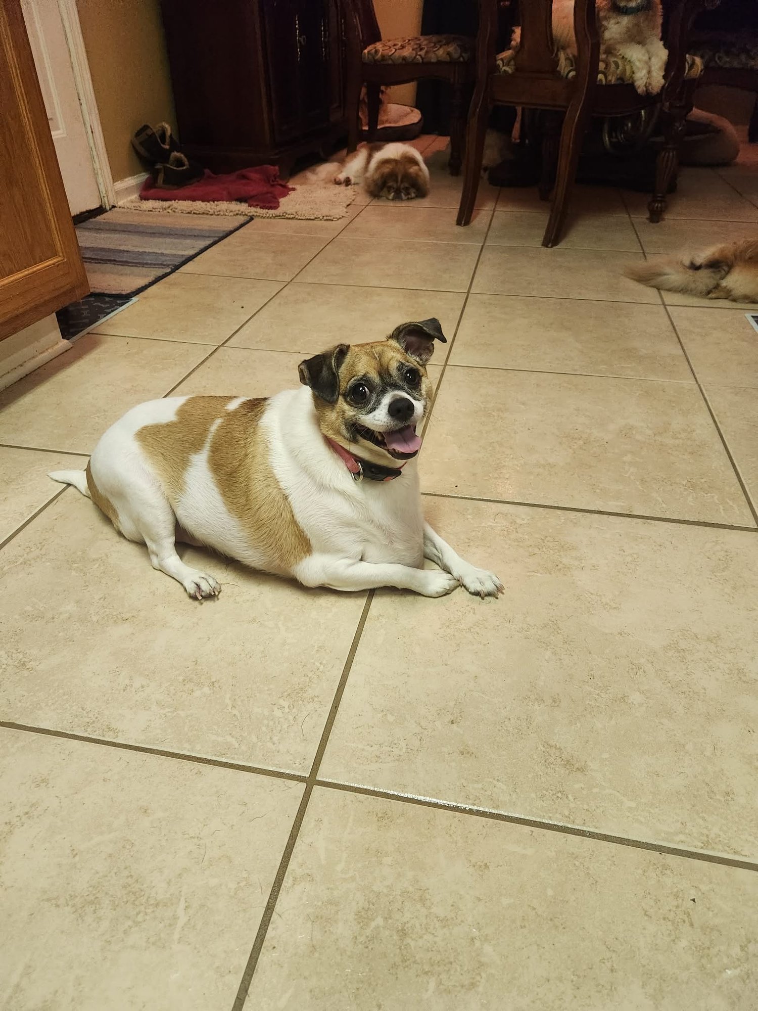 TRIXIE MOORE - Chihuahua available for adoption