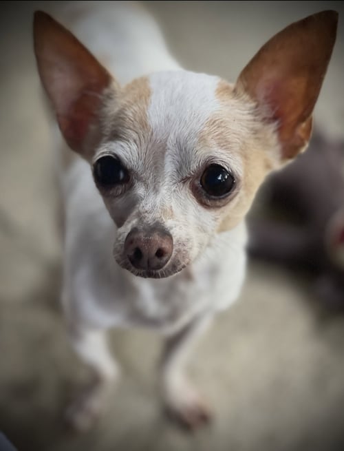 FLASH GATLIN - Chihuahua available for adoption