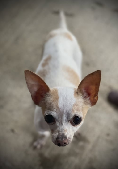 FLASH GATLIN - Chihuahua available for adoption