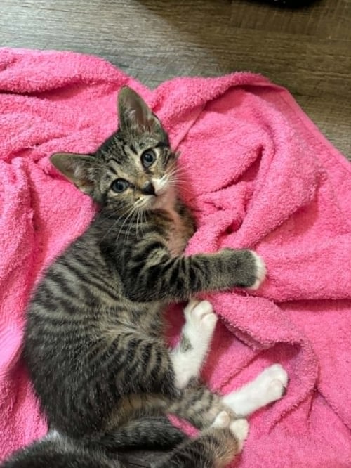 GAZELLE C GRACE - Tabby available for adoption