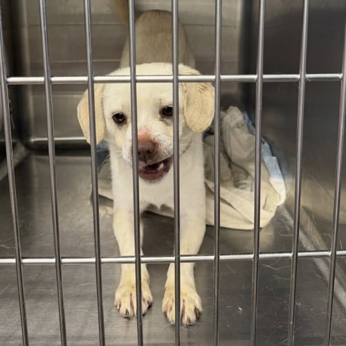 PORKCHOP PICKLES - Terrier / Beagle available for adoption