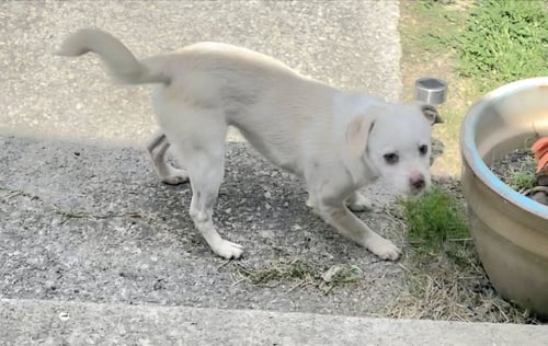 PORKCHOP PICKLES - Terrier / Beagle available for adoption
