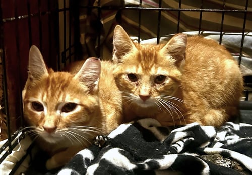 BEN AND BRAD C THERRIEN BONDED PAIR - Domestic Short Hair available for adoption