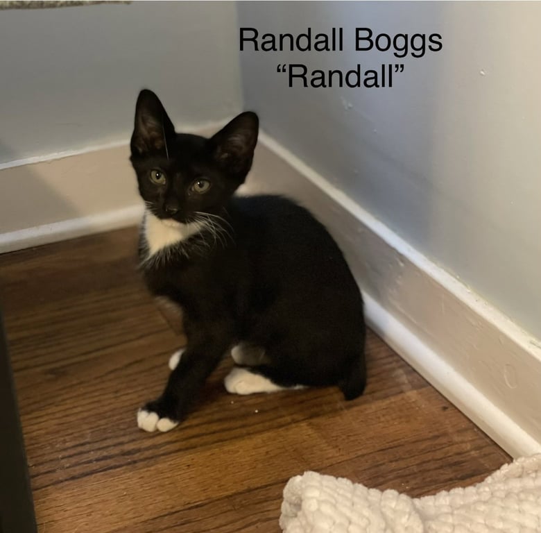 Randall Boggs C Weaver Image