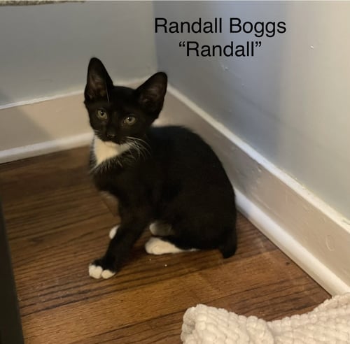 RANDALL BOGGS C WEAVER - Tuxedo available for adoption
