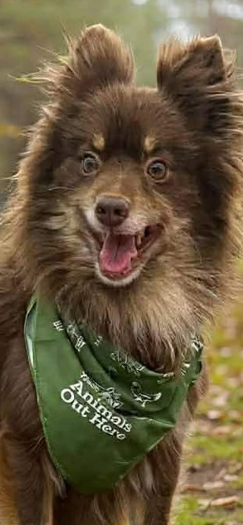 TEDDY WOOD - Pomeranian available for adoption