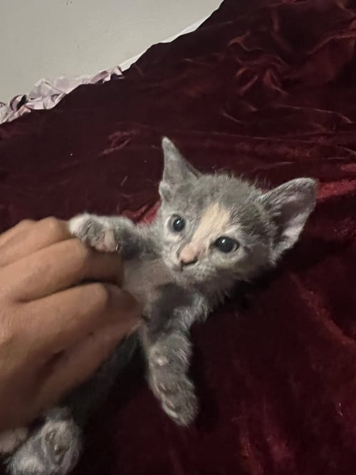 ABIGAIL C INGRAM - Domestic Short Hair available for adoption