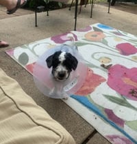 Oreo PAC Ratier - Photo 1