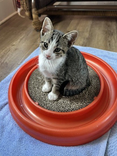 ELLIE C INGRAM - Tabby / Domestic Short Hair available for adoption