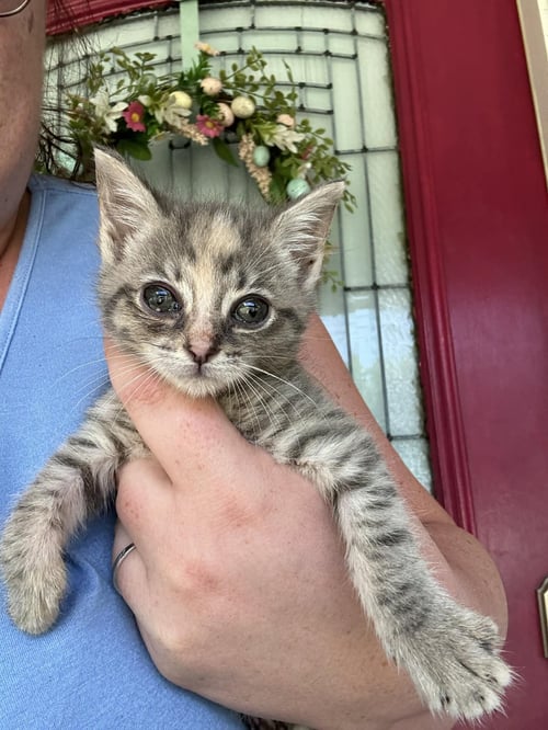 PRETTY GIRL C KIRK - Tabby for adoption in Cranston