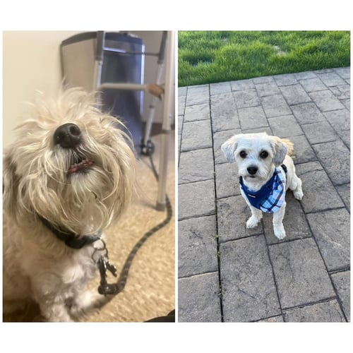 BAILEY OS SLAVIN - Maltese / Poodle (Miniature) available for adoption