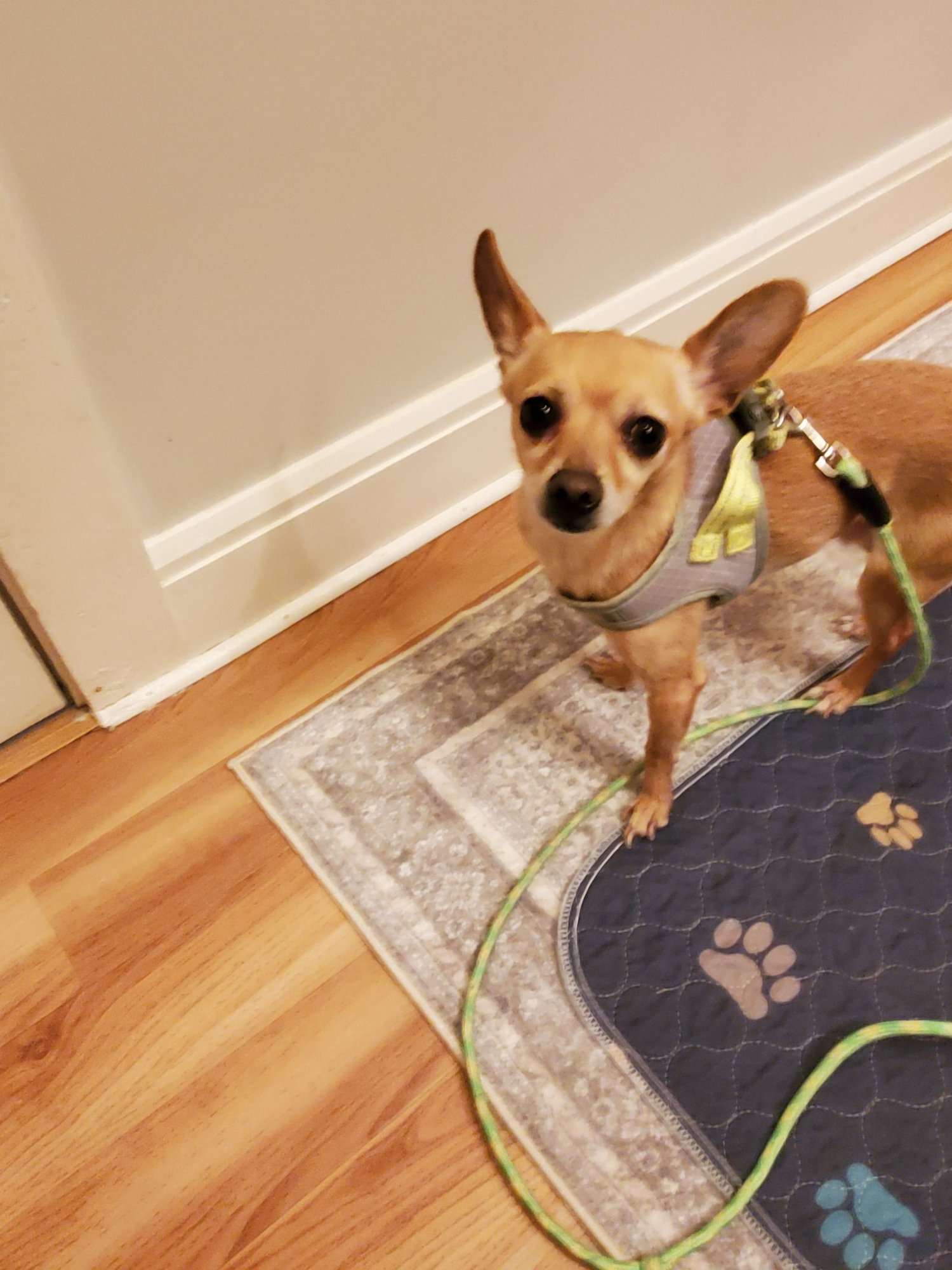 KATO GIBLET - Chihuahua available for adoption