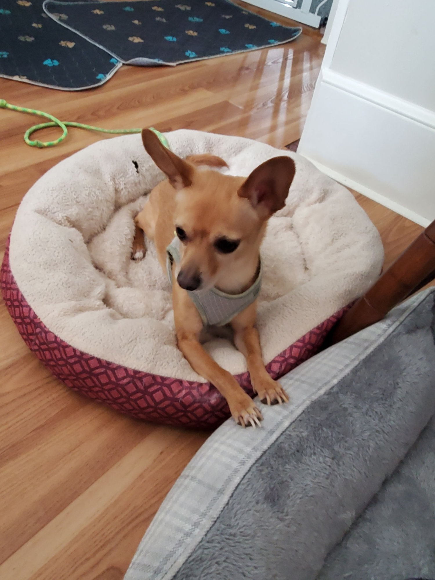 KATO GIBLET - Chihuahua available for adoption