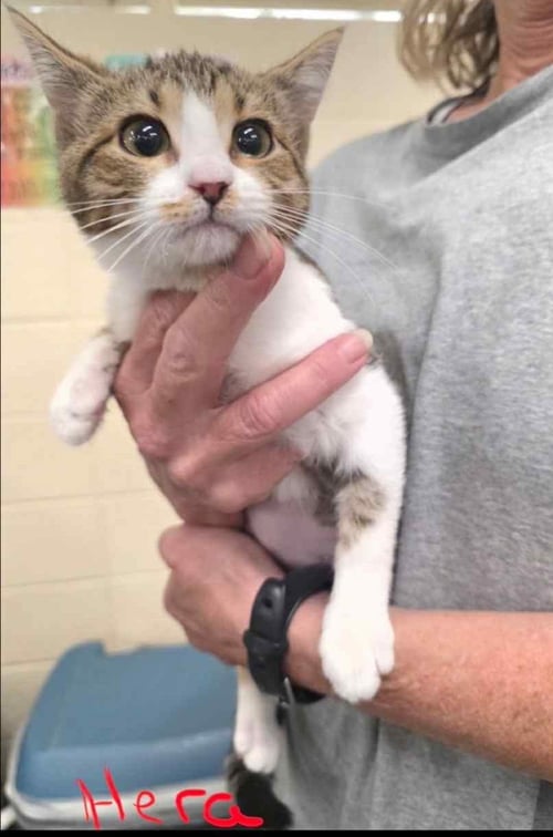 HERA C HARRELL - Domestic Short Hair / Tabby available for adoption