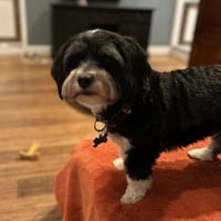 Zeus Goose - Photo 4