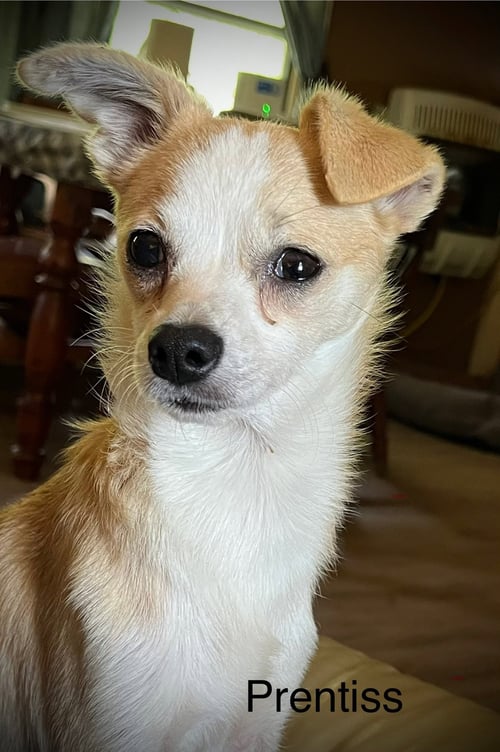 PRENTISS GATLIN - Chihuahua available for adoption