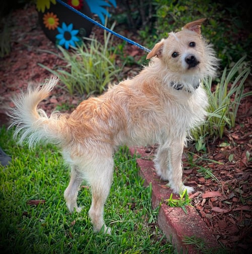 BEAR GATLIN - Pomeranian / Terrier available for adoption