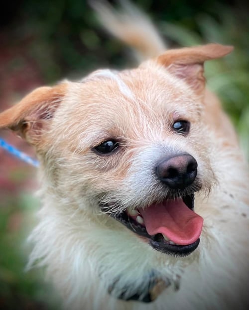 BEAR GATLIN - Pomeranian / Terrier available for adoption