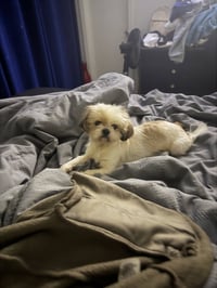 Bentley and Bailey Hadley bonded pair - Photo 2