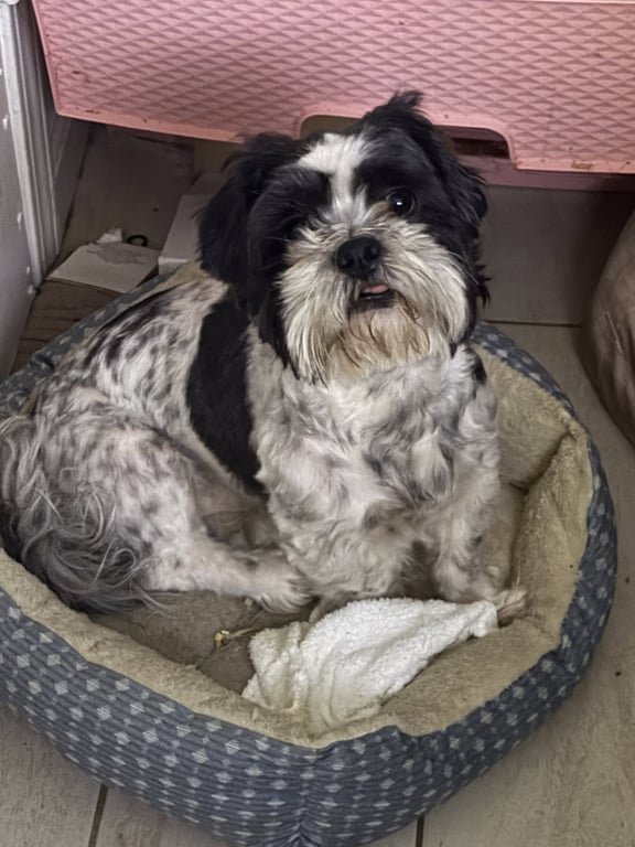 Bentley and Bailey Hadley bonded pair Image