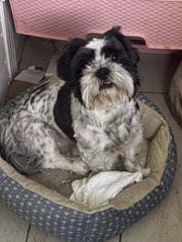 Bentley and Bailey Hadley bonded pair - Photo 1