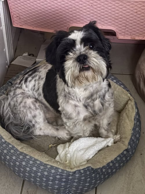 BENTLEY AND BAILEY HADLEY BONDED PAIR - Shih Tzu available for adoption