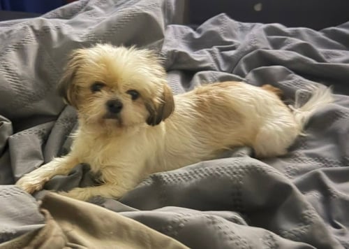 BENTLEY AND BAILEY HADLEY BONDED PAIR - Shih Tzu available for adoption