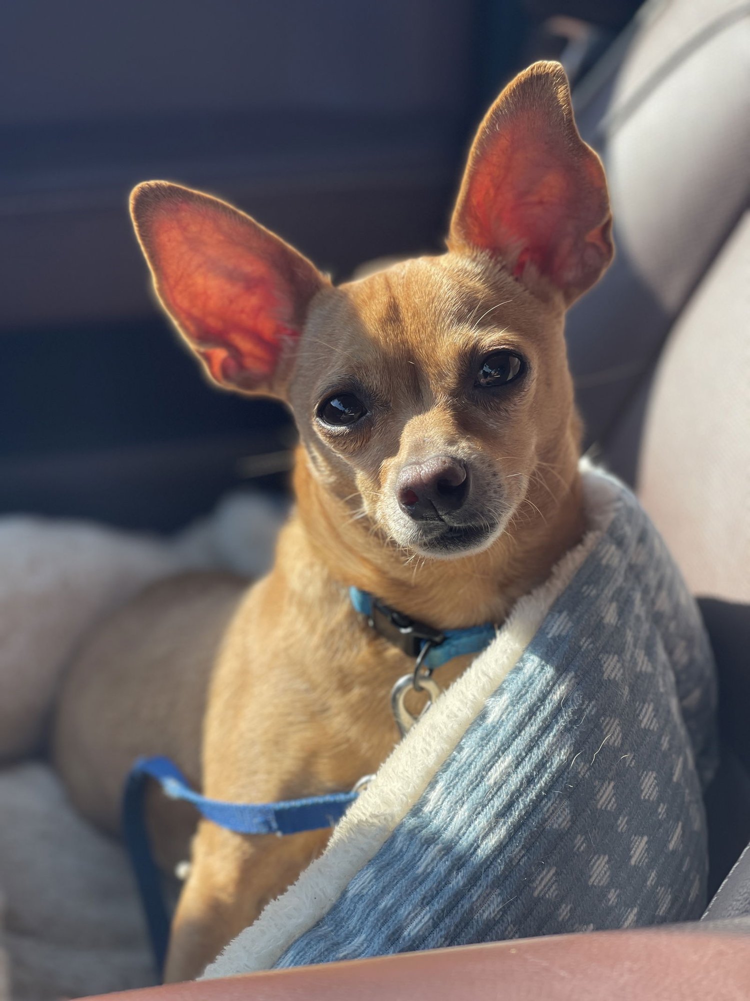 BUBBA GATLIN - Chihuahua available for adoption