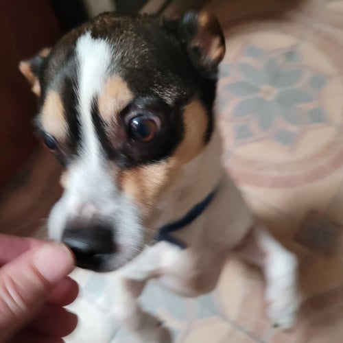 JACK KIRKLAND - Rat Terrier available for adoption