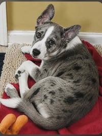 Chester Clarke - Photo 1