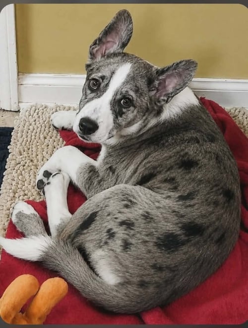 CHESTER CLARKE - Australian Shepherd / Beagle available for adoption