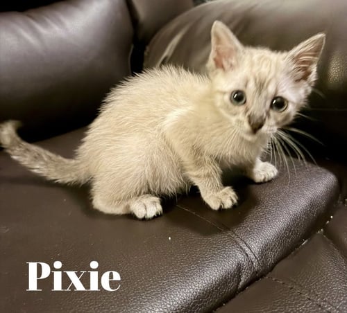 PIXIE C GATLIN