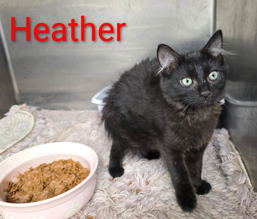 Heather C Harrell Image