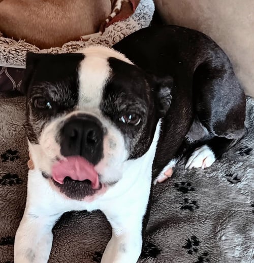 CAMILLA RUSS - Boston Terrier available for adoption