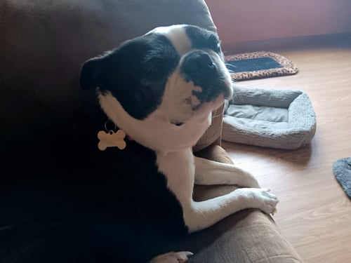 CAMILLA RUSS - Boston Terrier available for adoption